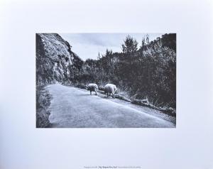 NOBLE ANNE 1954,Pigs, Wanganui River Road,1981,Webb's NZ 2022-09-06