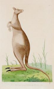 NODDER Frederick Polydor 1770-1801,Great Kangaroo,1790,Elder Fine Art AU 2023-07-31