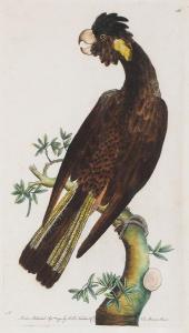 NODDER Frederick Polydor 1770-1801,The Funereal Cockatoo (Yellowtailed Black Co,1794,Elder Fine Art 2023-07-31