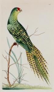 NODDER Frederick Polydor 1770-1801,The Ground Parrot,1795,Elder Fine Art AU 2023-07-31