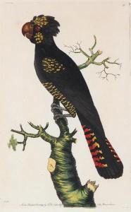NODDER Frederick Polydor 1770-1801,The Magnificent Cockatoo,Elder Fine Art AU 2023-07-31