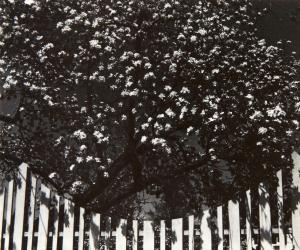 NORMAN Dorothy 1905-1997,Blossoms and Fence IV, Woodstock, New York,1932,Skinner US 2024-01-31