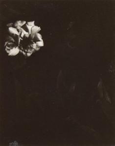 NORMAN Dorothy 1905-1997,White Rose XII, Woods Hole, Cape Cod,1934,Skinner US 2024-01-31