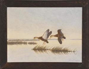 NOYES R.C,Two black ducks in flight,Eldred's US 2014-07-17