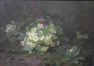 Noyret L,Primroses,Andrew Smith and Son GB 2017-09-12