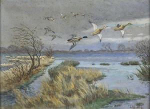 OBERTHüR A,Colverts en vol au-dessus d\’un étang,Etienne de Baecque FR 2017-12-04