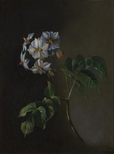 ORBAN Octavie 1800-1800,Pflanze mit weißer Blüte,Galerie Bassenge DE 2023-11-30