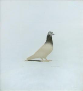 ORGAN Bryan 1935,Pigeon,1976,Cheffins GB 2014-05-01