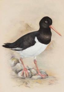 ORR NORMAN 1924-1993,OYSTER CATCHER,McTear's GB 2012-03-27