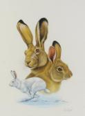 ORR Richard W,studies of rabbits and hares,Denhams GB 2018-03-28