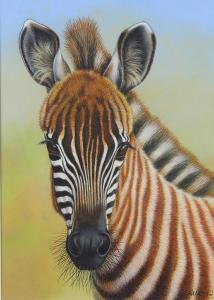 ORR Richard W,study of a baby zebra,Denhams GB 2020-03-30
