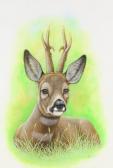 ORR Richard W,Study of a Roe deer,Denhams GB 2018-03-28