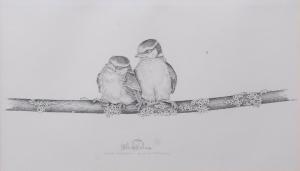 OXENHAM Michael N. 1949,Blue Tit fledglings,Keys GB 2018-09-21