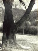 PŁAŻEWSKI Ignacy 1899-1977,Drzewo,Rempex PL 2008-02-27