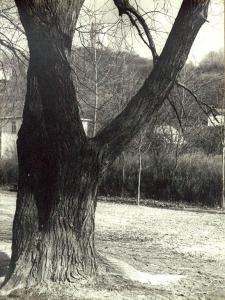 PŁAŻEWSKI Ignacy 1899-1977,Drzewo,Rempex PL 2009-04-22