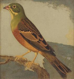 PAILLOU Peter 1745-1806,Ortolan Bunting (Emberiza hortulana),Bonhams GB 2023-09-13