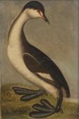 PAILLOU Peter 1745-1806,Slavonian Grebe (winter plumage),Bonhams GB 2023-04-04