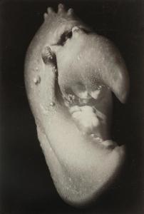 PAINLEVE Jean 1902-1989,Pince de homard,1929,Christie's GB 2017-09-14