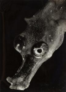 PAINLEVE Jean 1902-1989,Tête d'un jeune hippocampe à la naissance,1931,Sotheby's GB 2021-03-17