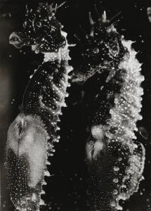 PAINLEVE Jean 1902-1989,TWO MALE SEAHORSES,1931,Sotheby's GB 2017-11-10