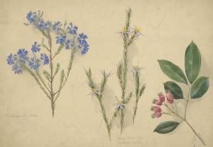 PARSONS Elizabeth,Botanical Studies (Lechenaultia Biloba, Blue Tinse,Leonard Joel 2020-10-21