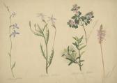 PARSONS Elizabeth,Botanical Studies (Lobelia Gibbosa, Isotoma Axilla,Leonard Joel 2020-10-21
