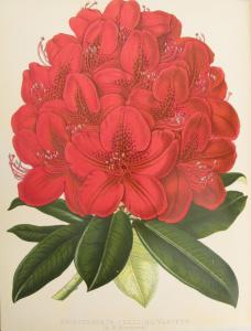 PAXTON Joseph 1803-1865,Flower Garden,Bonhams GB 2016-10-19