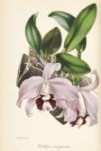 PAXTON Joseph 1803-1865,Magazine of Botany,1834,Lyon & Turnbull GB 2014-01-15