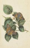PEALE Titian Ramsey 1800-1885,Astercocampa Clyton,1878,Christie's GB 2015-09-22
