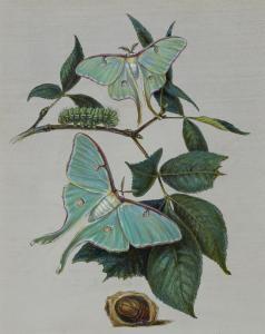 PEALE Titian Ramsey 1800-1885,Green Moths,1876,Christie's GB 2022-05-17
