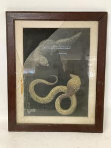 PEARMAN T. Gregory 1900-1900,a Naga Cobra & a Mongoose.,1940,Stacey GB 2023-02-21