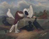 PECKITT Thomas 1890-1926,Prized Pigeons,Bonhams GB 2015-10-14