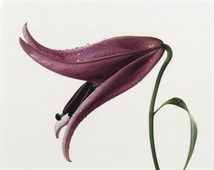 PENN Irving 1917-2009,Lily, Imperial Pink (New York),1971,Christie's GB 2012-10-04