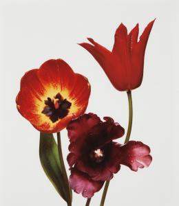 PENN Irving 1917-2009,Three Tulips (Red Shine, Black Parrot, Gu,1987,Phillips, De Pury & Luxembourg 2013-09-30