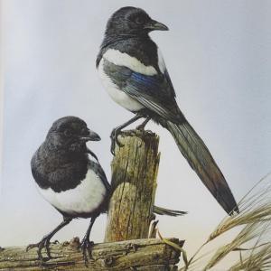 PENNY Edwin 1930-2016,Magpies,Burstow and Hewett GB 2019-05-22