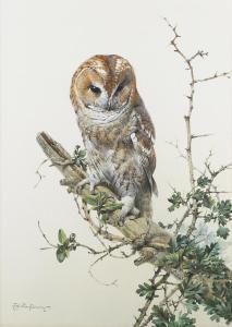 PENNY Edwin 1930-2016,Tawny Owl,Tooveys Auction GB 2023-09-06