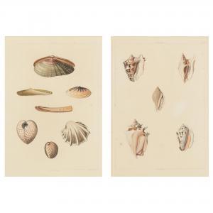 PERRY George 1810,Conchology, or the Natural History of Shells,Leland Little US 2022-05-05