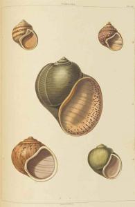 PERRY George 1810,Conchology, or the Natural History of Shells,Christie's GB 2015-12-01