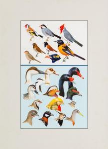 PETERSON Roger Tory 1908-1996,Eastern Birds,Shannon's US 2024-01-18