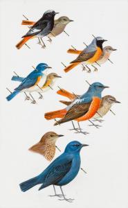 PETERSON Roger Tory 1908-1996,Redstarts. Bluetail, Rock-Thrushes,1993,Shannon's US 2024-01-18