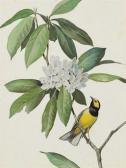 PETERSON Roger Tory 1908-1996,Warbler,Christie's GB 2010-09-28