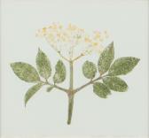 Petters Yanny 1900-2000,ELDER SAMBUCUS NIGRA,2012,Ross's Auctioneers and values IE 2024-04-17