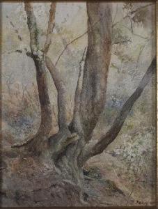 PHENEY Robert,Tree Study, Auckland Domain,1911,Art + Object NZ 2010-06-24