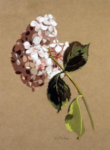 PICKUP Nancy,Still life - Spray of Hydrangea flowers,Capes Dunn GB 2016-05-17