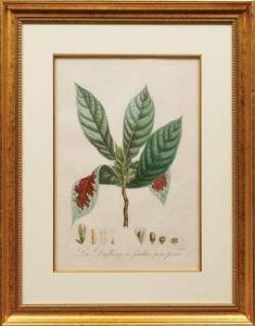 Pierre Antoine Poiteau 1766-1854,Aristolochia Grandiflora,1808,Neal Auction Company US 2021-10-06