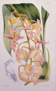 Pitch W 1900-1900,Study of an Orchid,20th Century,John Nicholson GB 2017-12-02