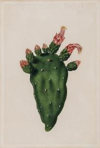 PLANNEY Catherine 1770-1820,Opuntia cordobensis; Napalea cochenillifera,Dreweatts GB 2013-10-17