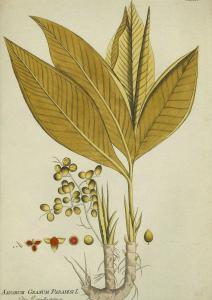 plenck Joseph Jacob von 1735-1807,Blumen und Pflanzen.,Ketterer DE 2014-11-17
