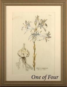 plenck Joseph Jacob von 1735-1807,Botanical Studies in White,New Orleans Auction US 2009-10-10