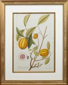 plenck Joseph Jacob von 1735-1807,exotic fruits,Bonhams GB 2011-01-30